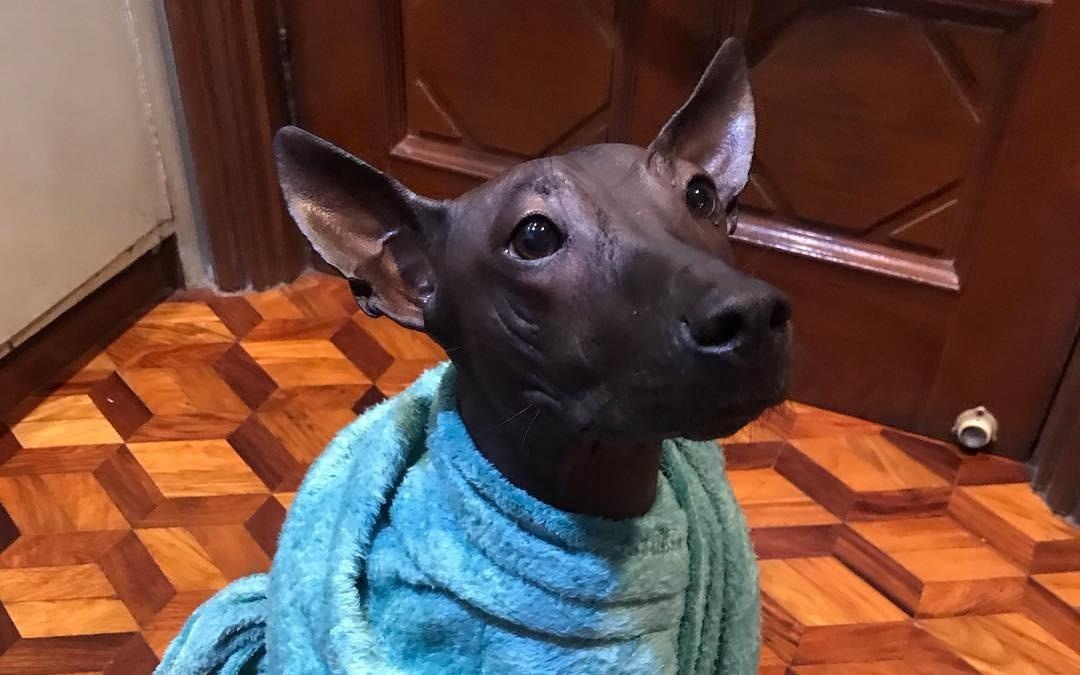 Chu cho khong co long trong giong nhu buc tuong dong hinh anh