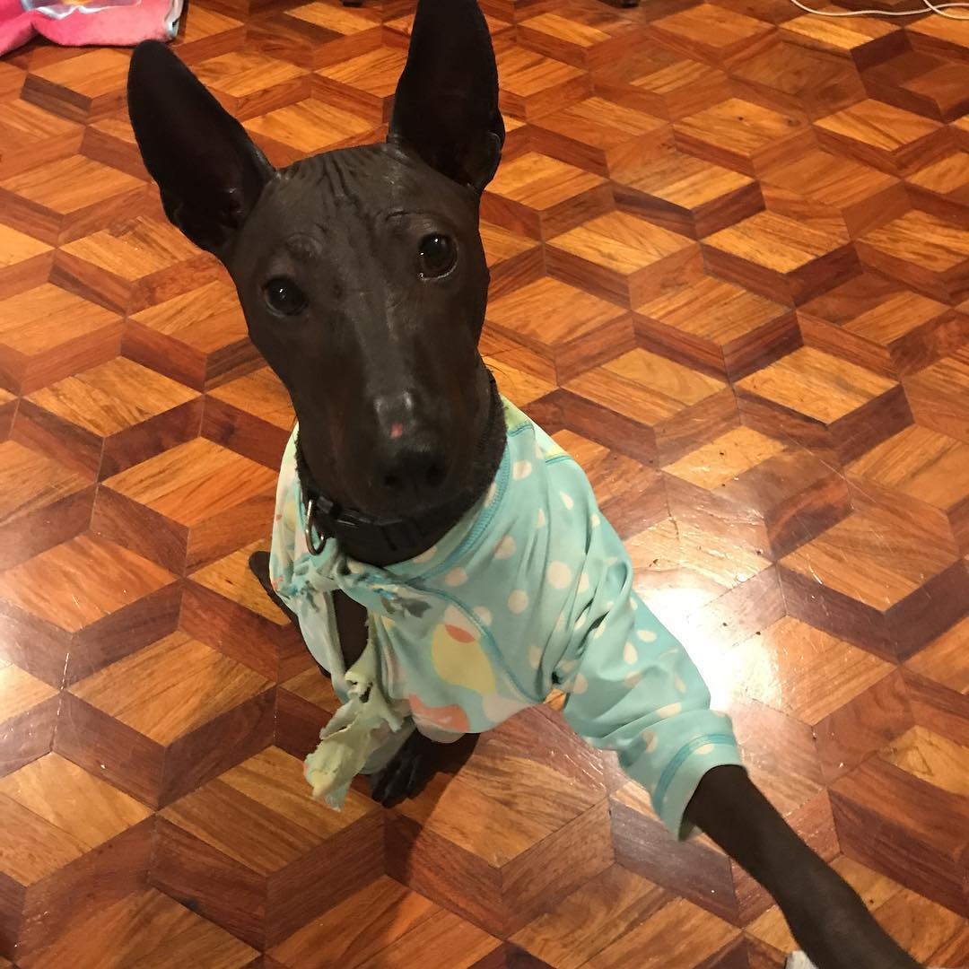 chu cho giong buc tuong anh 8