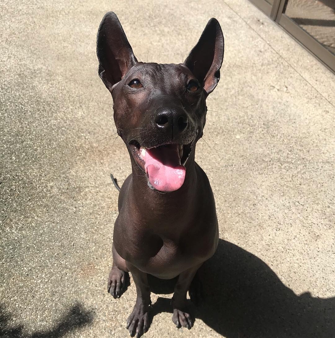 chu cho giong buc tuong anh 9