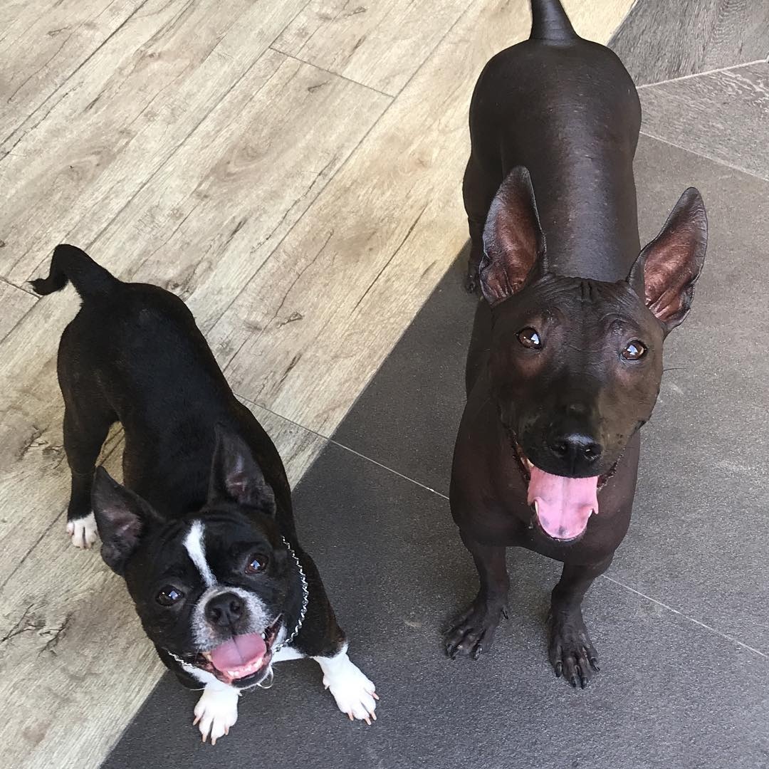 chu cho giong buc tuong anh 12