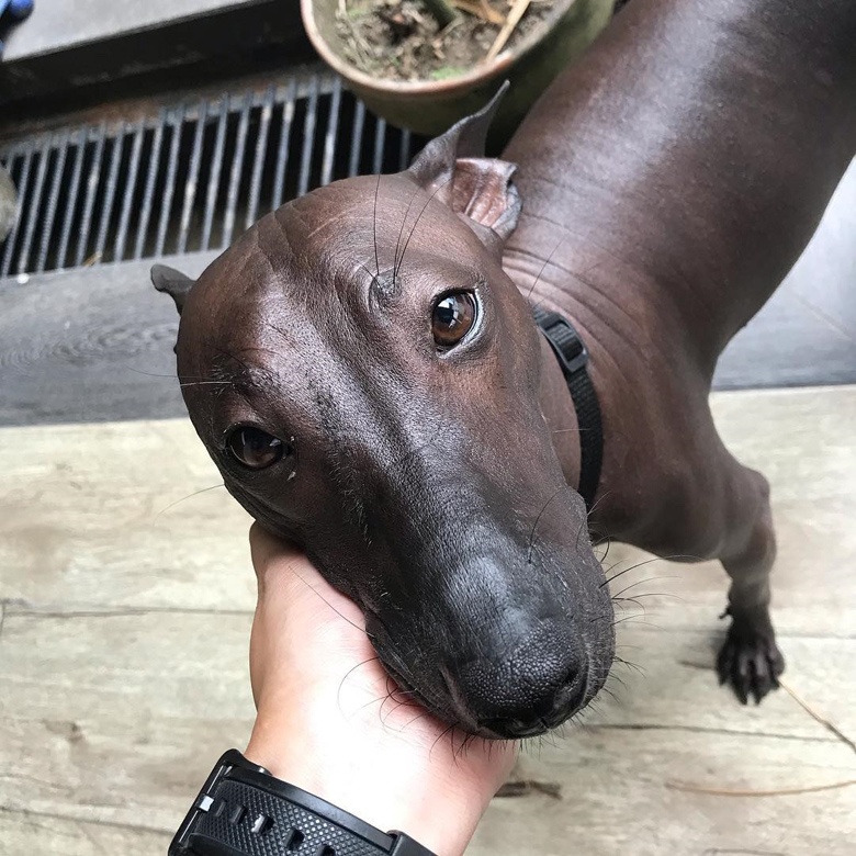 chu cho giong buc tuong anh 3