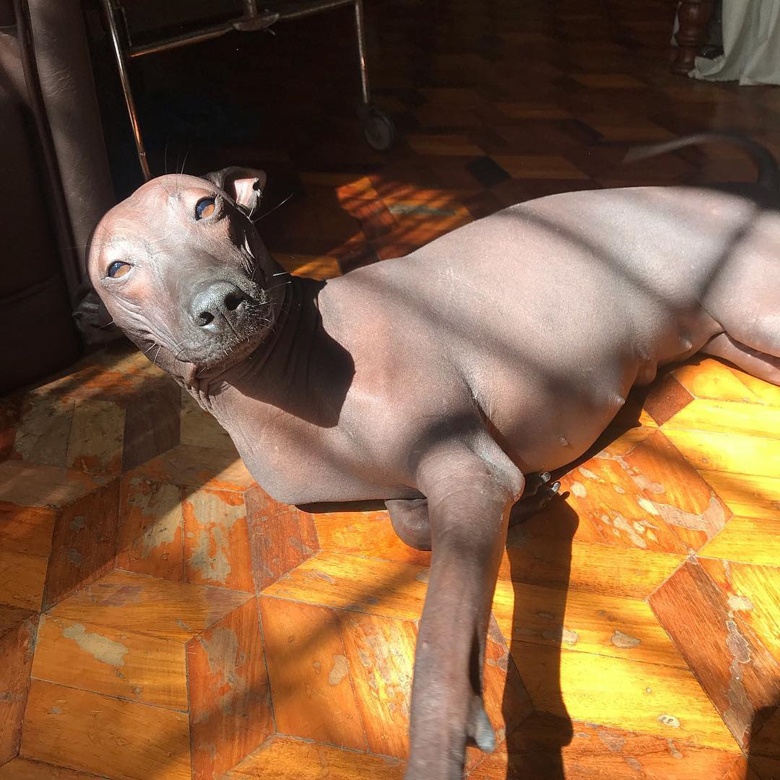 chu cho giong buc tuong anh 10