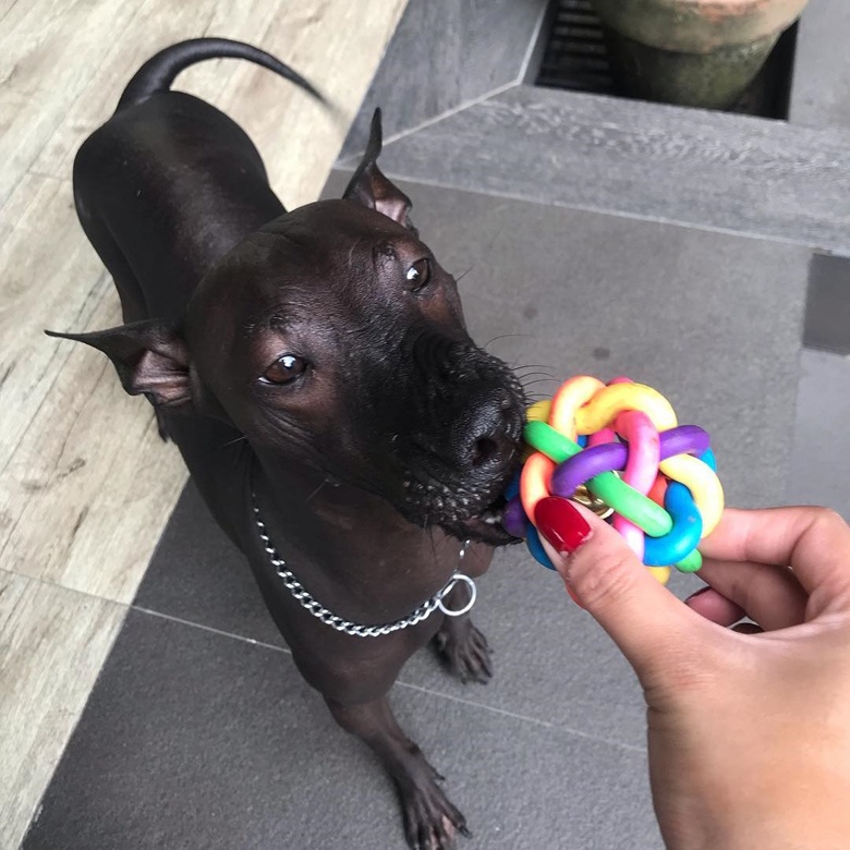 chu cho giong buc tuong anh 11