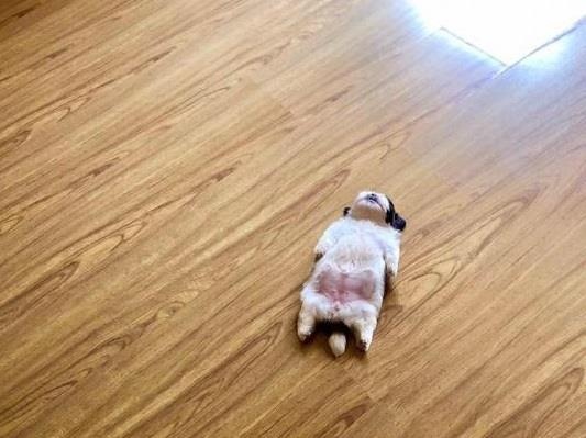 chu cho bi che anh vi dang ngu kho do anh 1