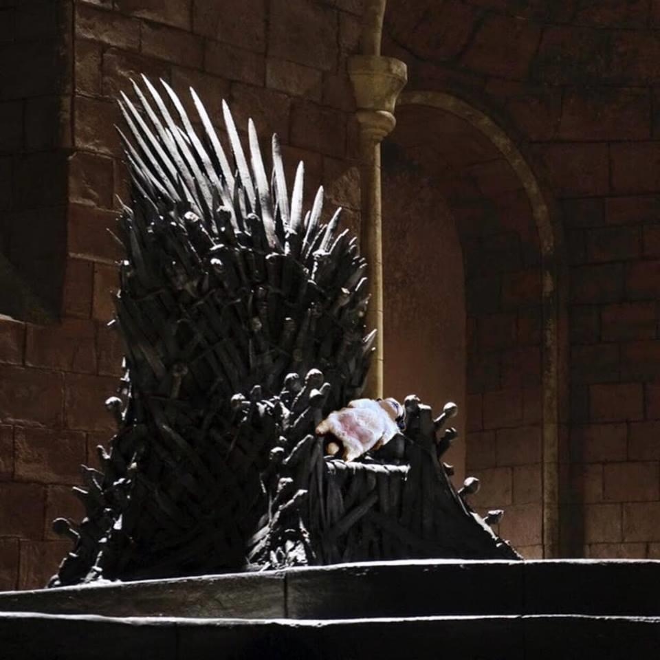 chu cho bi che anh vi dang ngu kho do anh 8