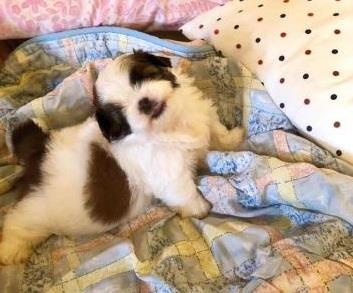 chu cho bi che anh vi dang ngu kho do anh 10