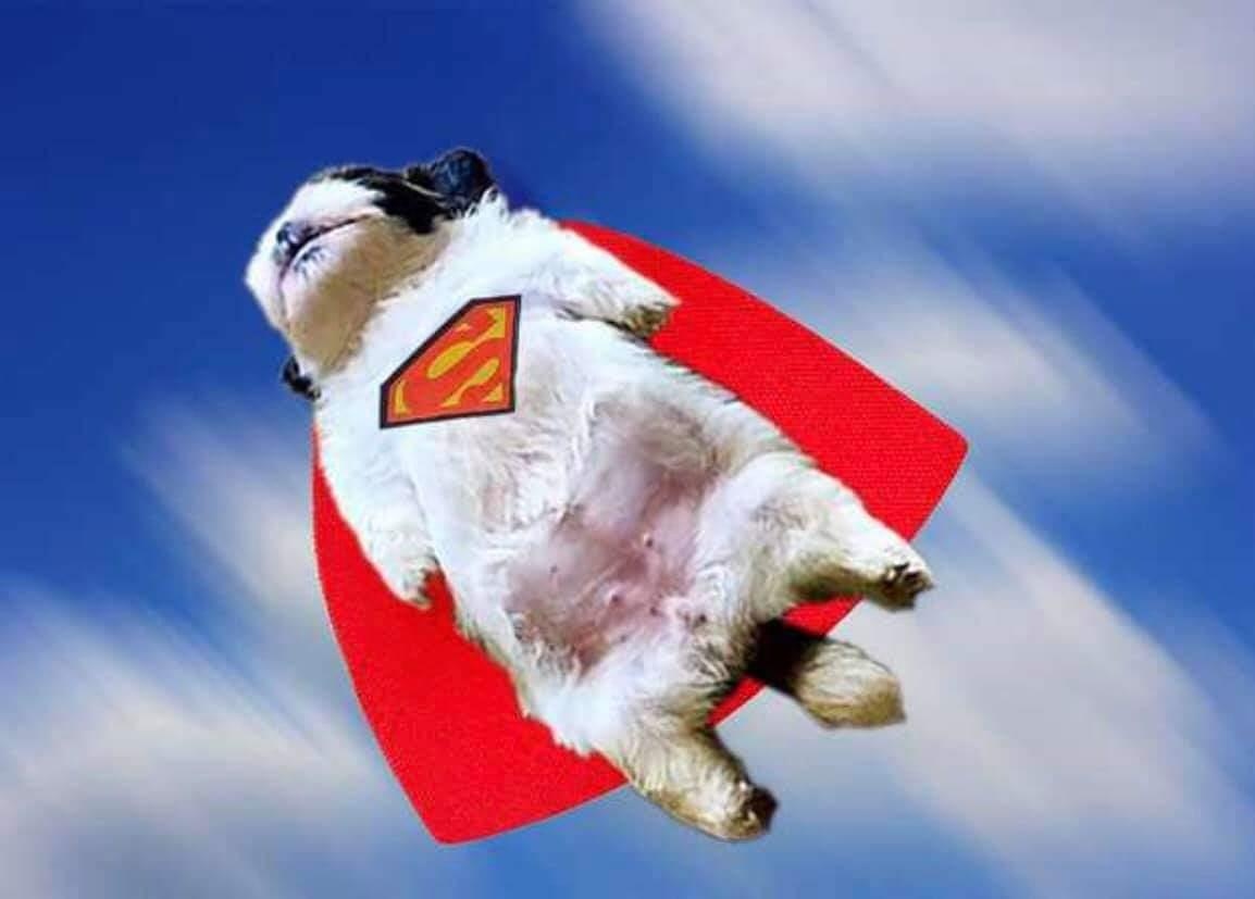 chu cho bi che anh vi dang ngu kho do anh 3