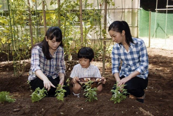 hoang tu be Nhat Ban Hisahito anh 11