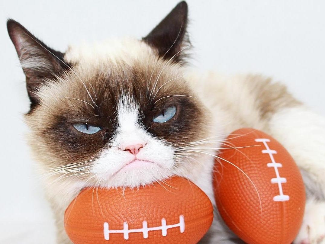 Chu meo cau co trong meme noi tieng 'Grumpy Cat' da qua doi hinh anh