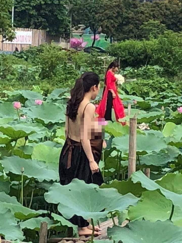 chụp ảnh phản cảm với hoa sen ảnh 6 chup anh phan cam voi hoa sen anh 6