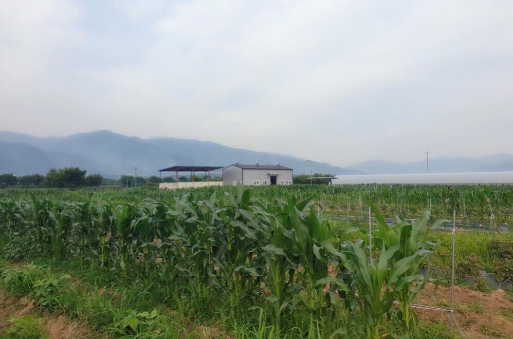 nguoi tre han quoc ve que lam nong nghiep anh 1