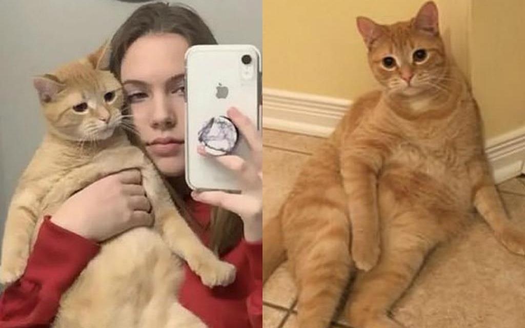 Clip chu meo nhay theo nhac 'gay bao' mang voi hon 7 trieu luot xem hinh anh