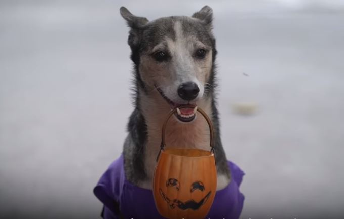 Chu cho biet lam Toan, nhay mua, giup chu kiem tien o Philippines hinh anh