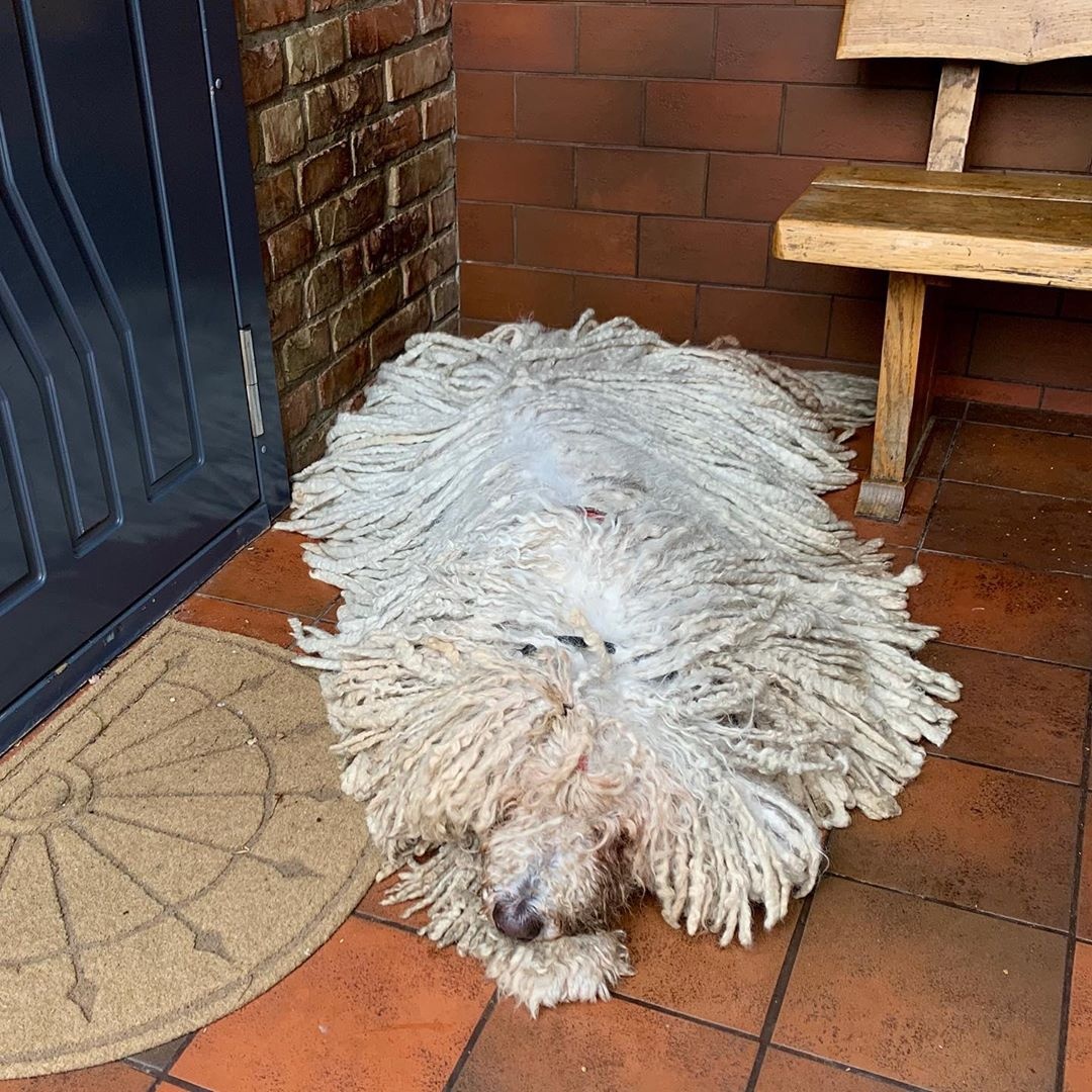 chu cho giong cay lau nha anh 1