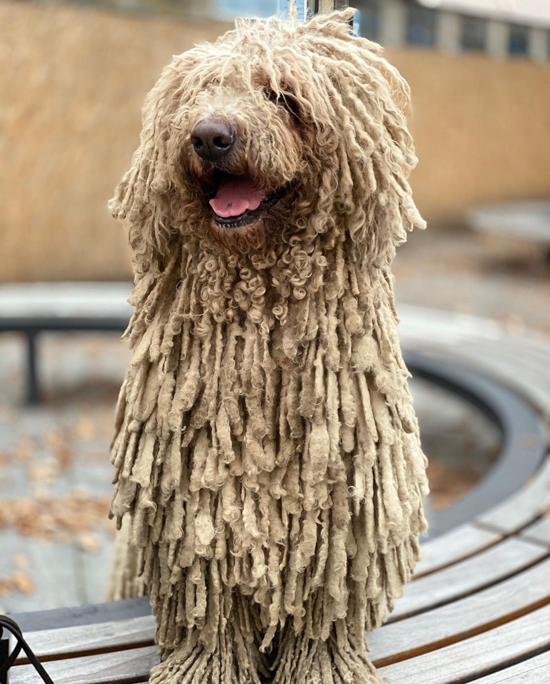 chu cho giong cay lau nha anh 4