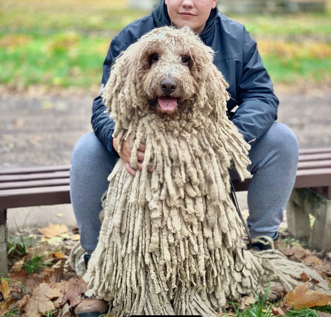 chu cho giong cay lau nha anh 2