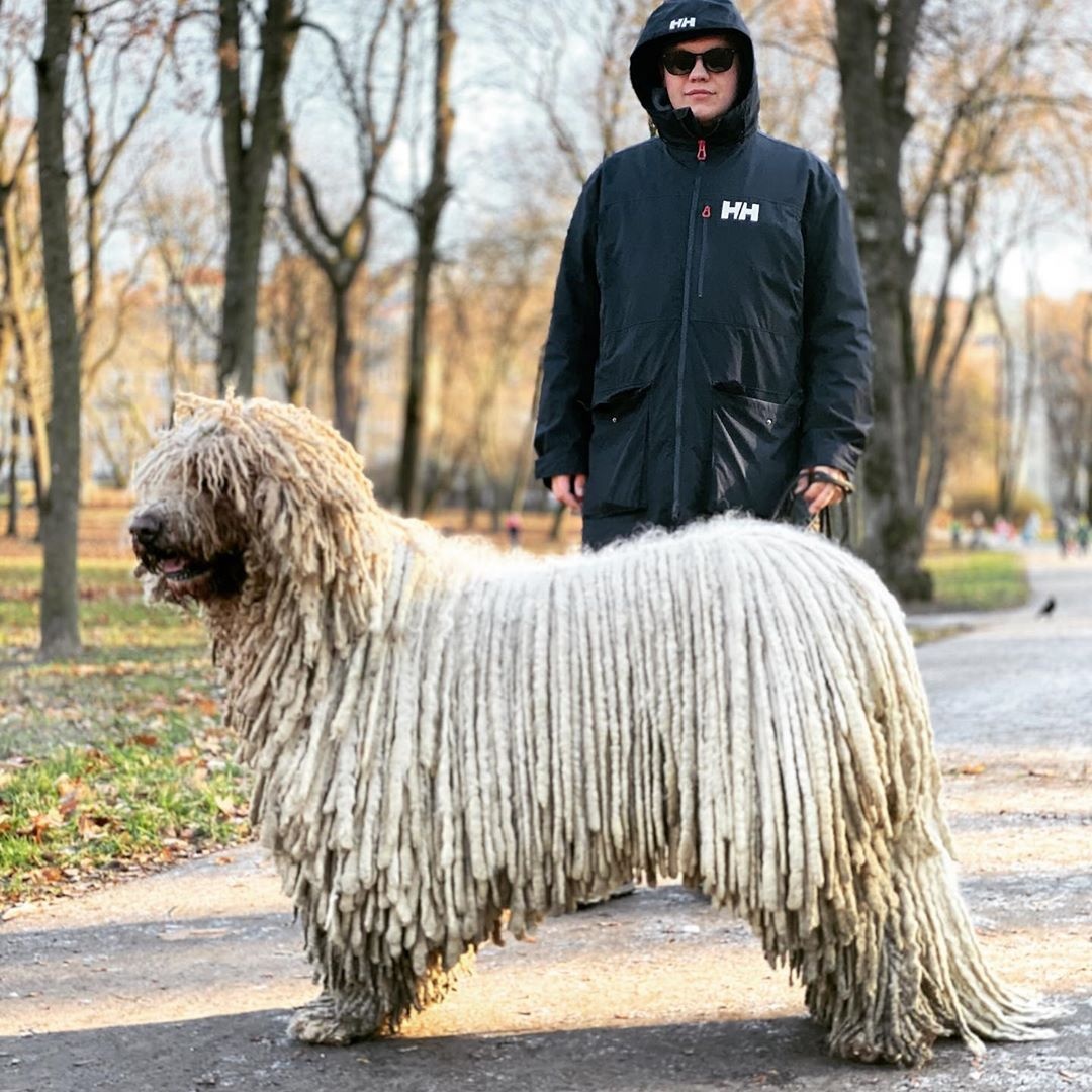 chu cho giong cay lau nha anh 6