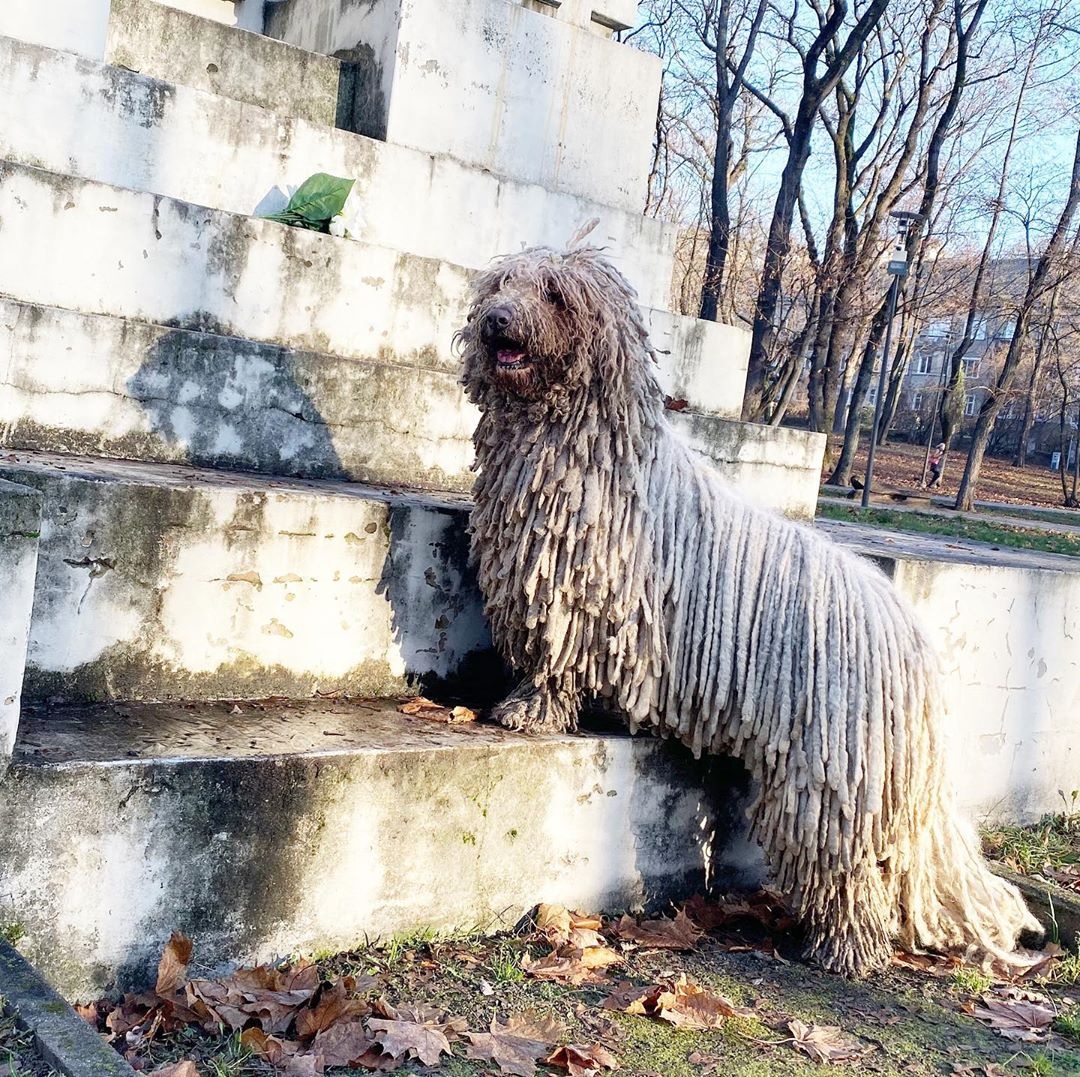 chu cho giong cay lau nha anh 3