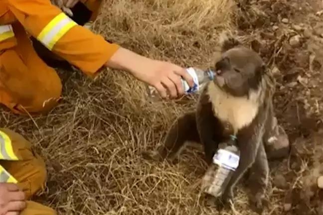 cháy rừng Australia ảnh 2 chay rung Australia anh 2