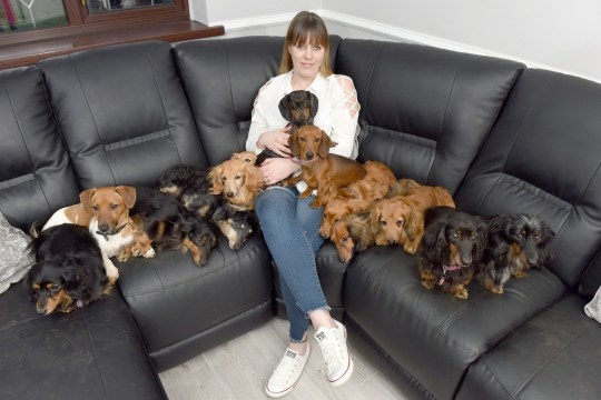 cap vo chong nuoi 14 con cho anh 1