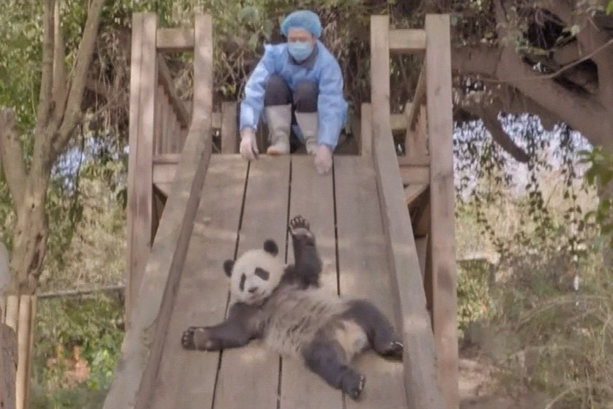 Gau truc dang yeu co vu benh nhan Covid-19 o Vu Han hinh anh