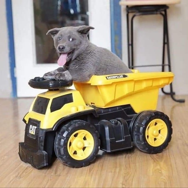 chu cho ten Dui anh 8