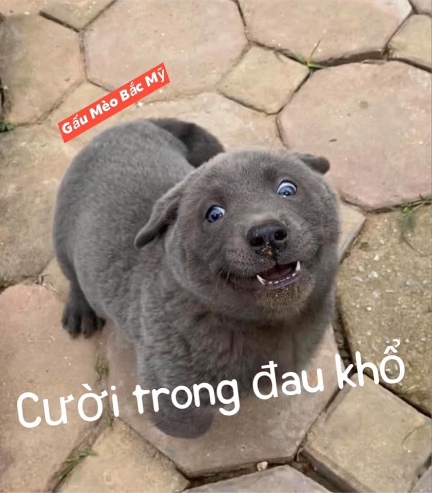 chú chó tên Dúi ảnh 10 chu cho ten Dui anh 10