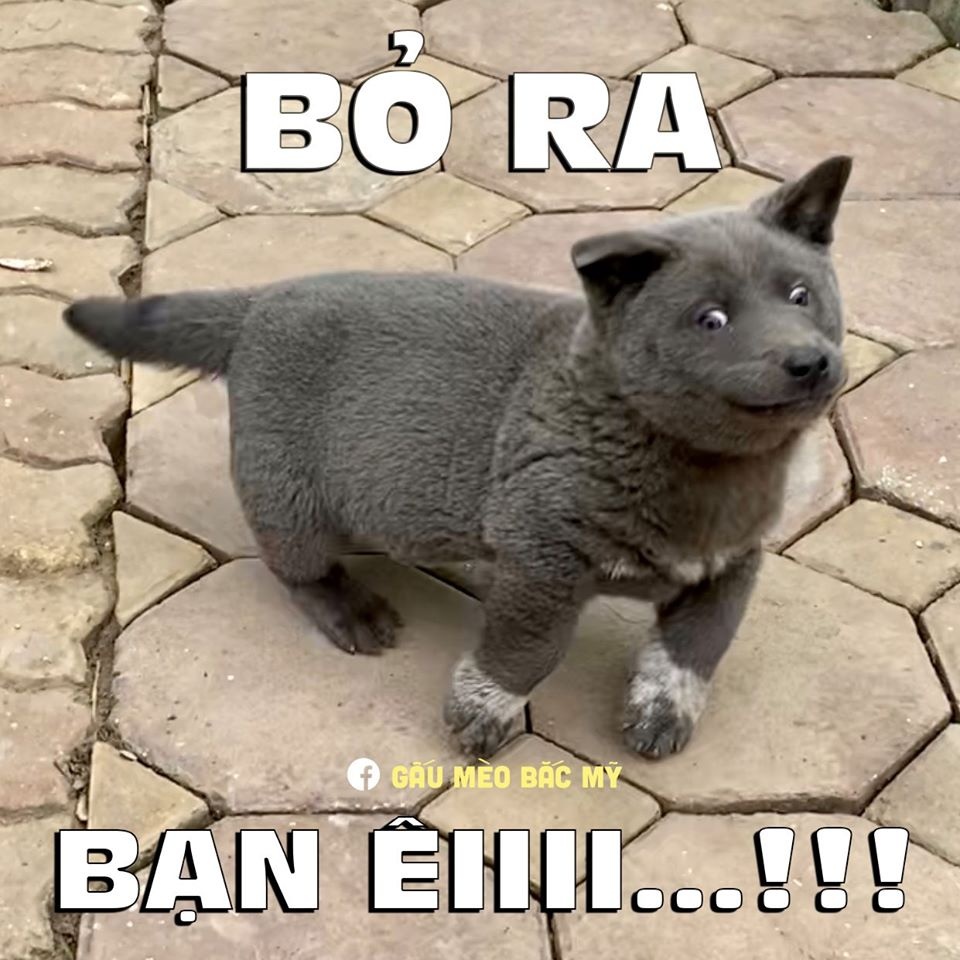 chú chó tên Dúi ảnh 9 chu cho ten Dui anh 9