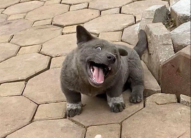 Chu cho ten Dui noi tieng MXH quoc te, duoc fan TQ ve thanh tranh hinh anh