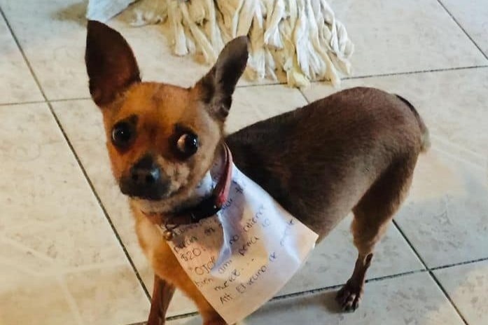 Sai thu cung di mua do an vat vi phai cach ly hinh anh