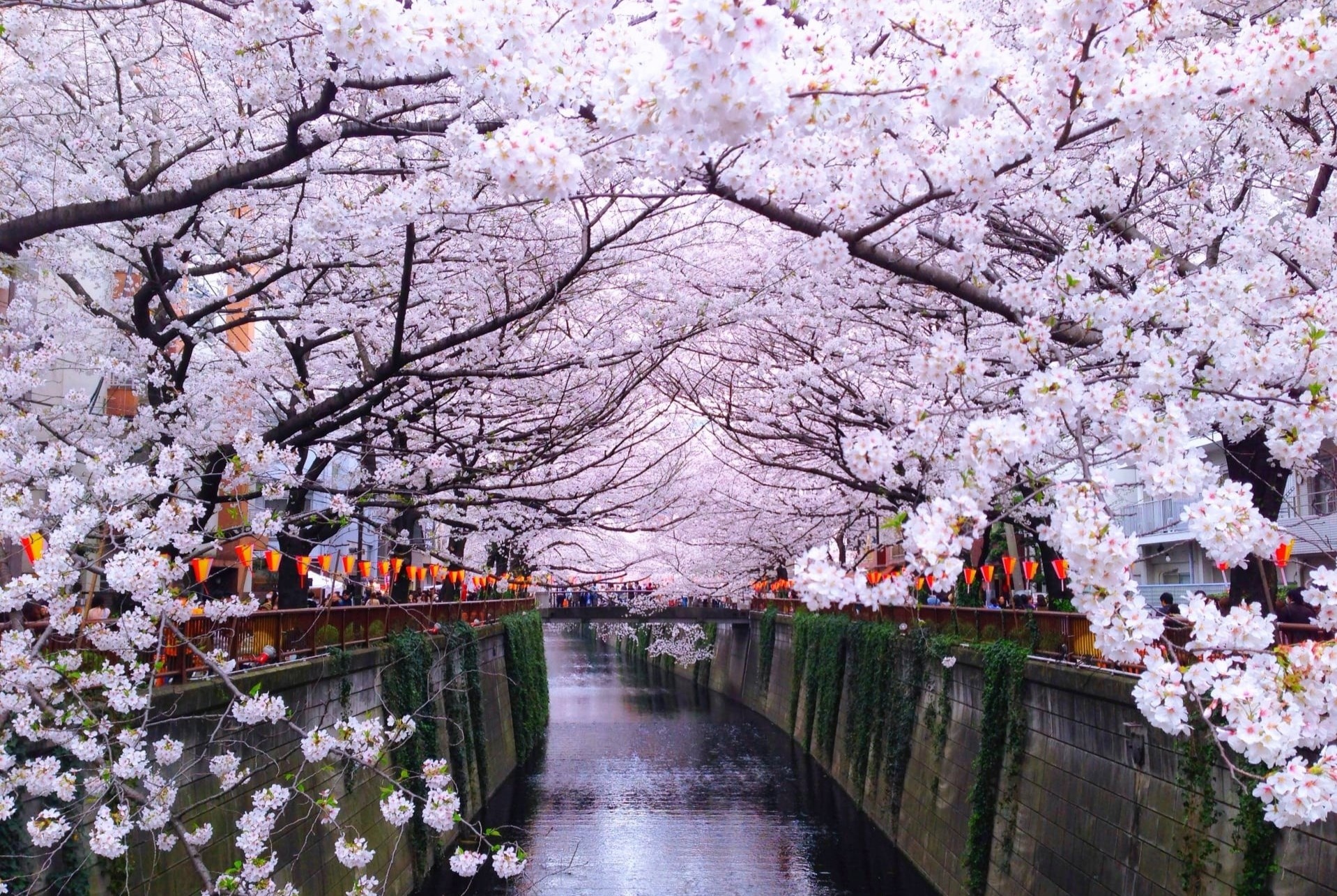 Mua hoa anh dao ruc ro bi ‘bo quen’ giua tam dich tai Nhat Ban hinh anh