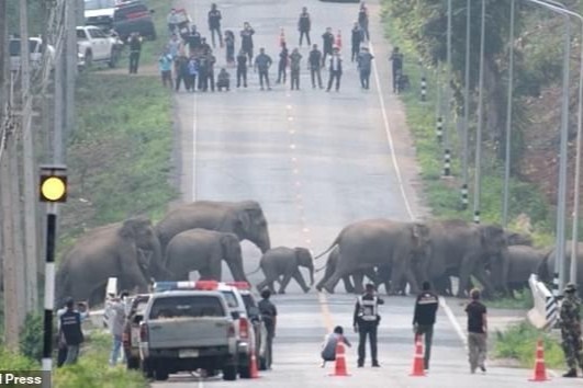 Phuong tien nhuong duong cho dan voi 50 con bang qua xa lo hinh anh
