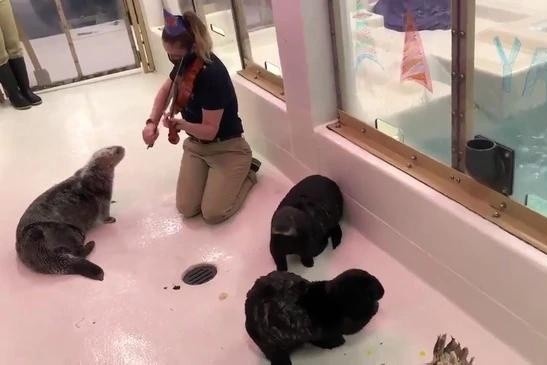 Choi dan violin mung sinh nhat chu rai ca tron 20 tuoi hinh anh