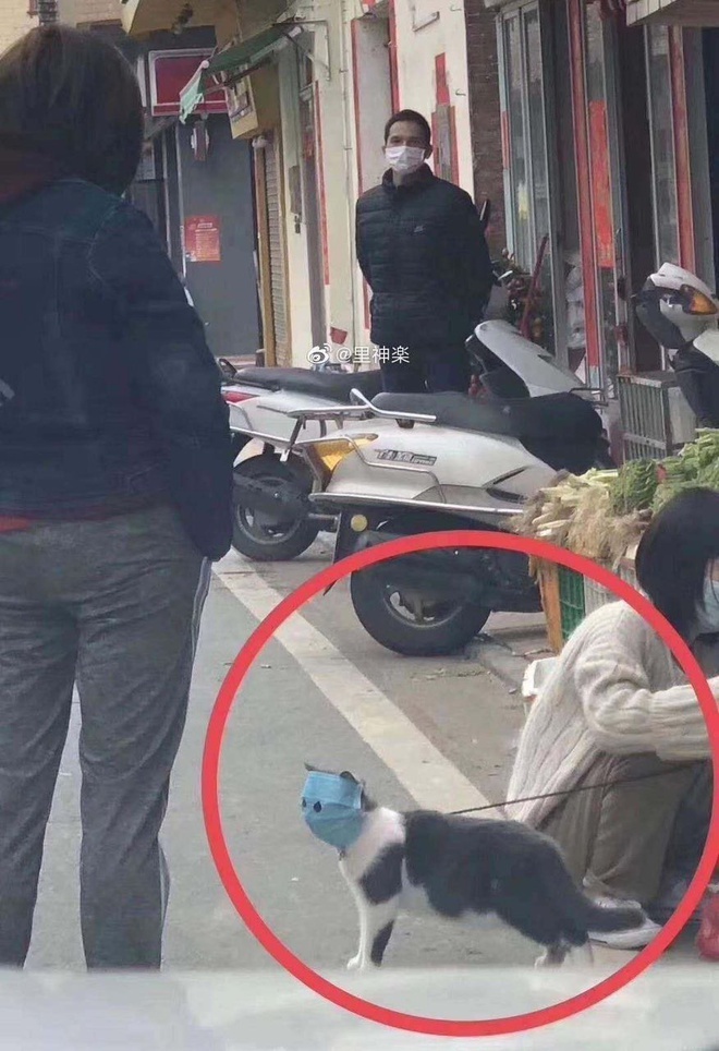 chu meo deo khau trang anh 1