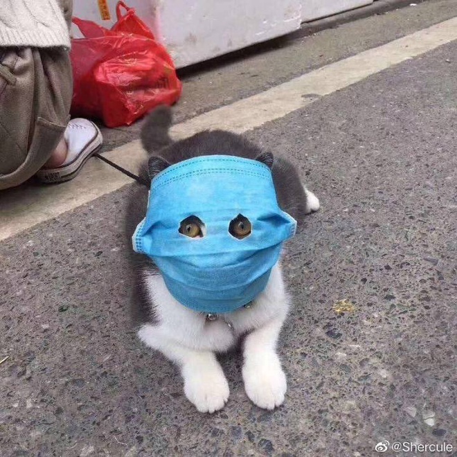 chu meo deo khau trang anh 2