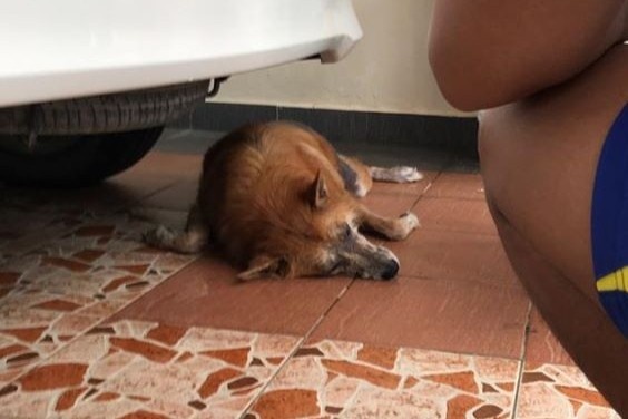 Chu cho qua doi sau khi chien dau voi ran doc de bao ve chu hinh anh