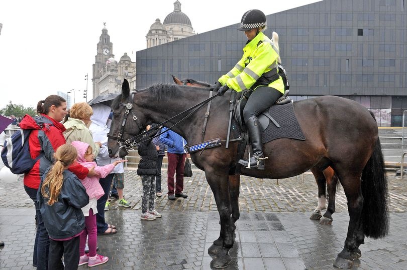 don phan ngua ky binh anh 1