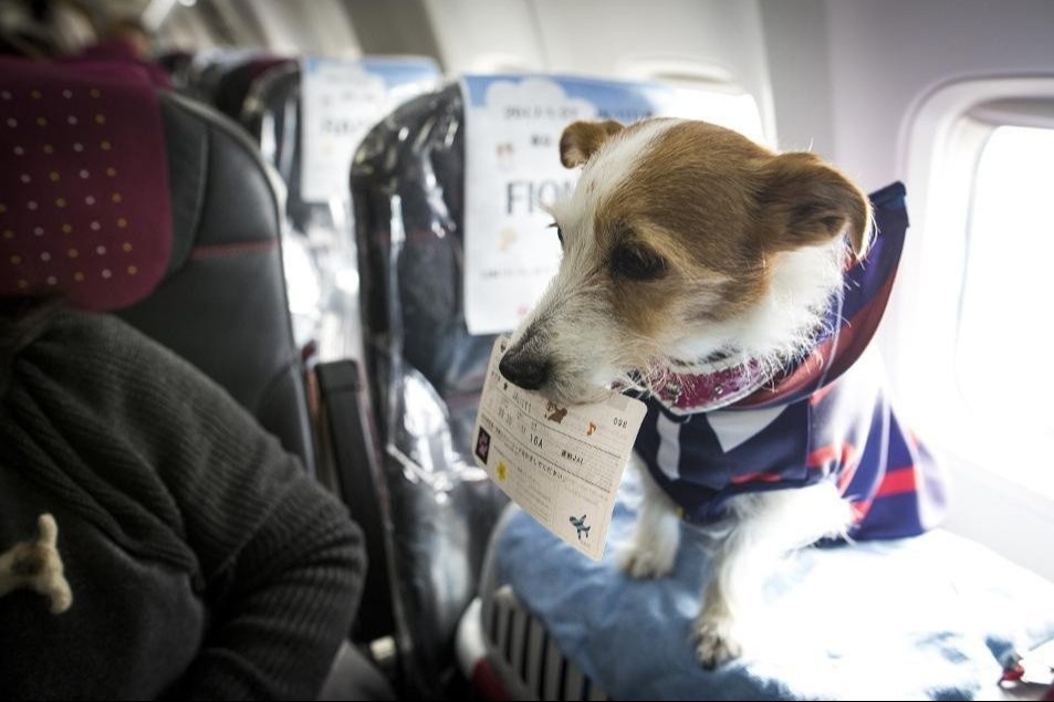 Bo tram trieu thue may bay dua thu cung ve tranh dich hinh anh