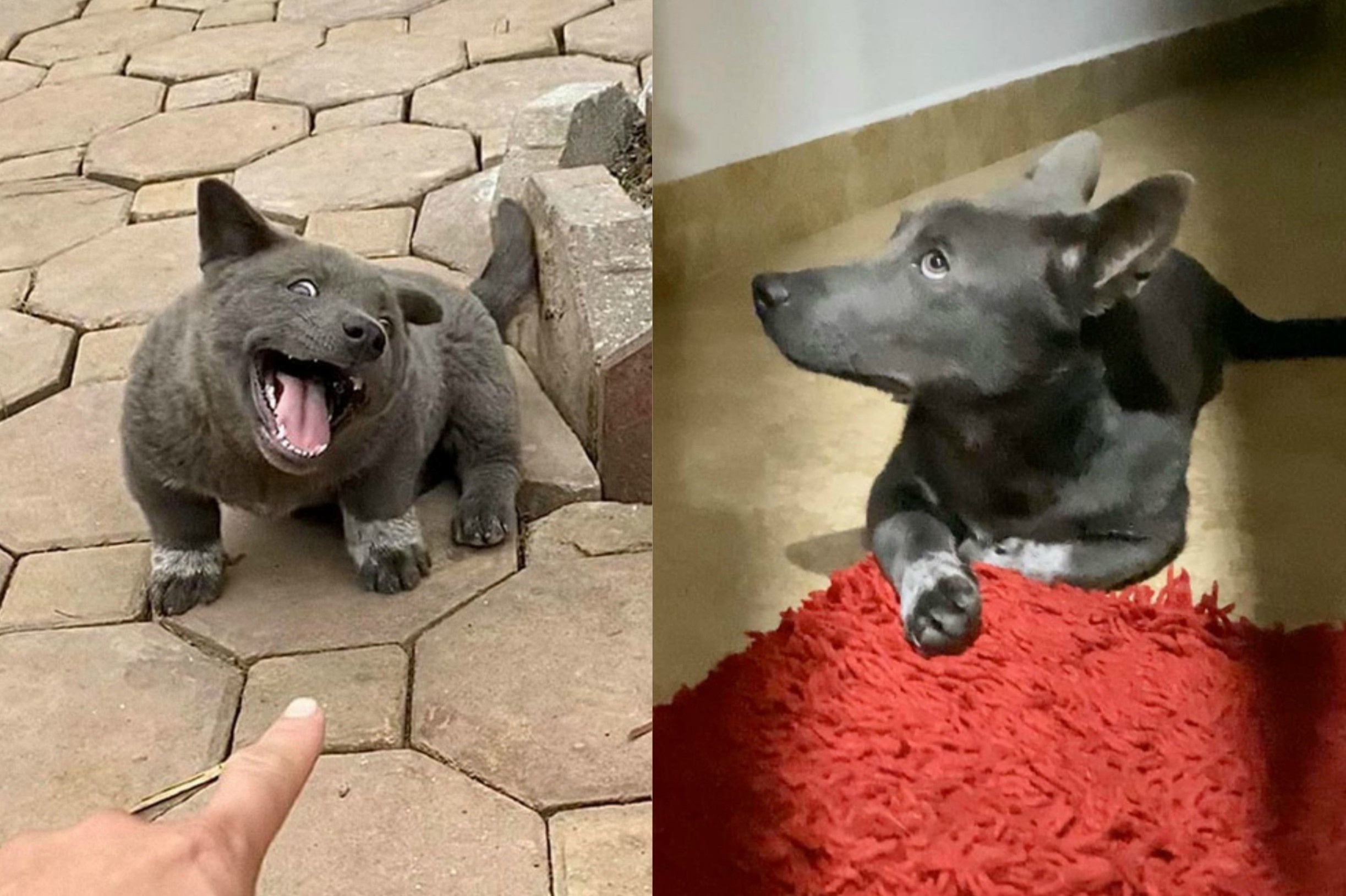 Ve ngoai hien tai cua chu cho ten Dui tung noi dinh dam hinh anh