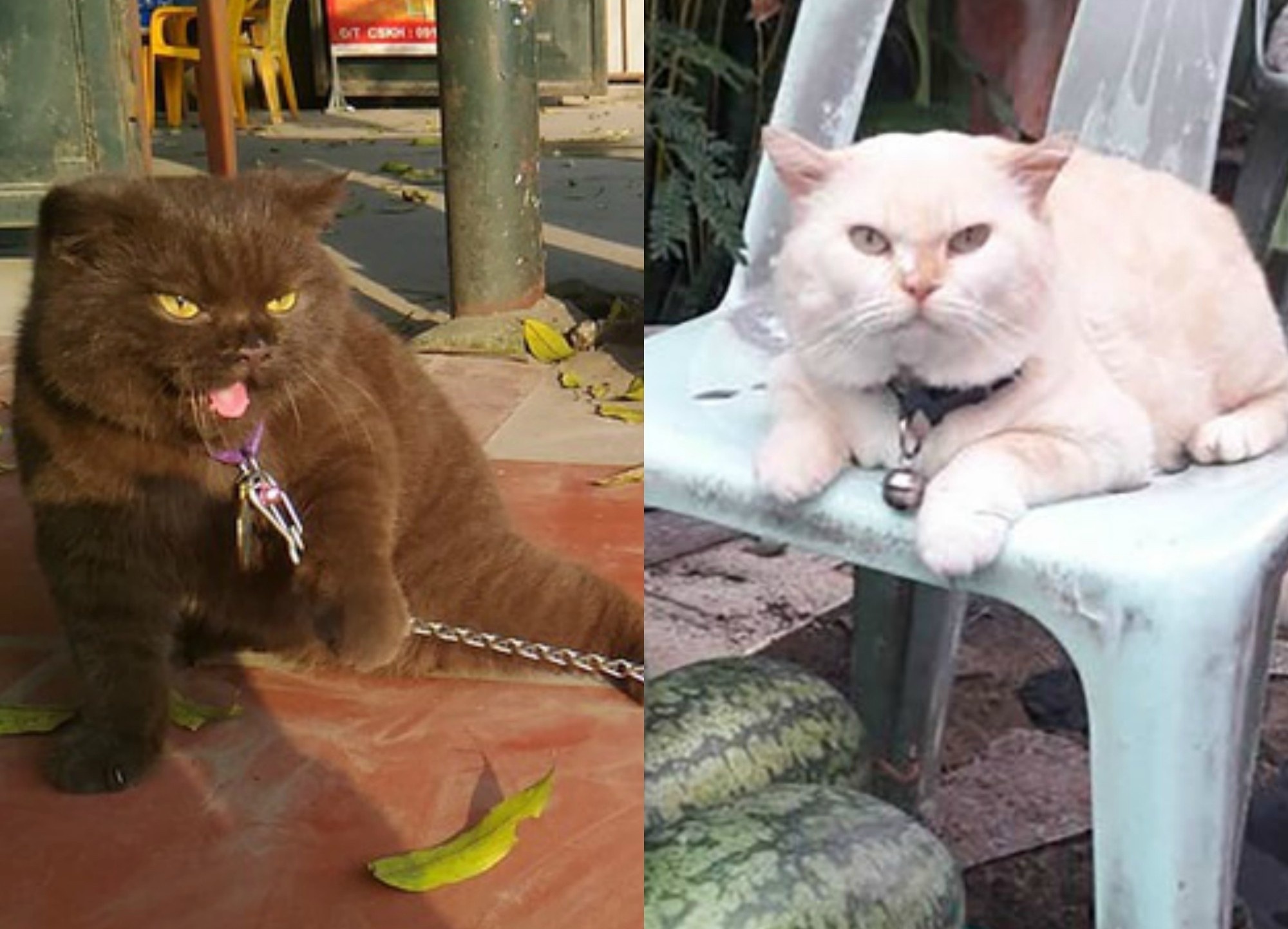 Meo 'dau gau', 'canh dua' gay bao mang vi bieu cam kho o hinh anh