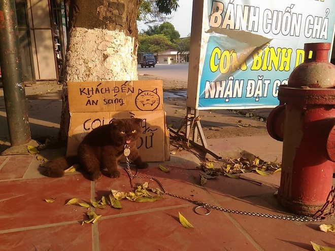 meo noi tieng vi mat kho o anh 4