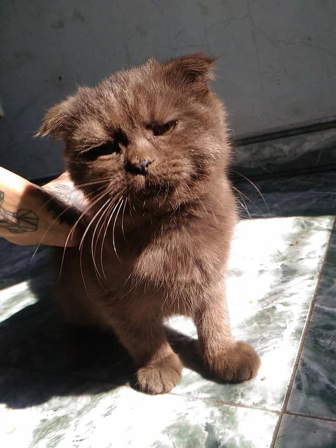 meo noi tieng vi mat kho o anh 6