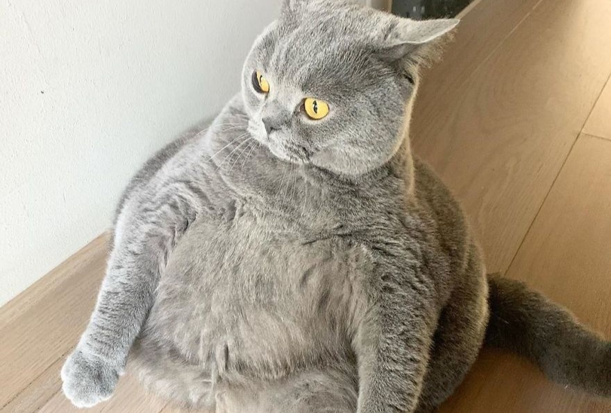 Chu meo veo cot song, tron nhu qua bong hut fan tren mang xa hoi hinh anh