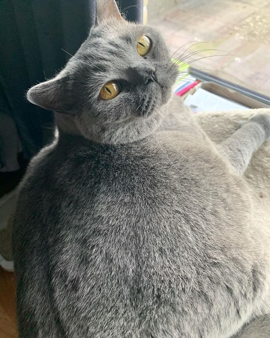 chu meo veo cot song anh 4