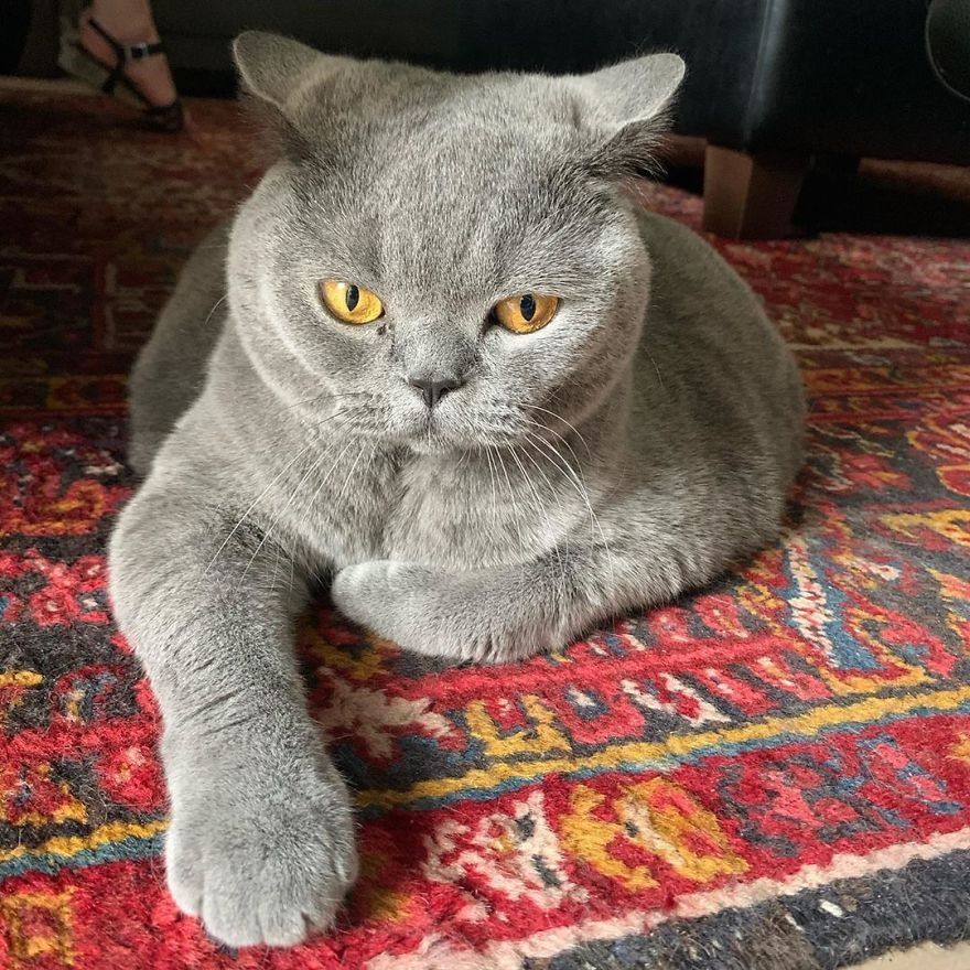 chu meo veo cot song anh 3