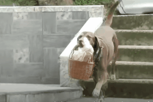 Chu cho 8 tuoi la nhan vien giao hang cho quan tap hoa hinh anh