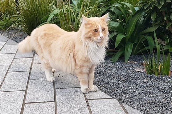 Meo noi tieng New Zealand duoc de cu 'Guong mat cua nam' hinh anh