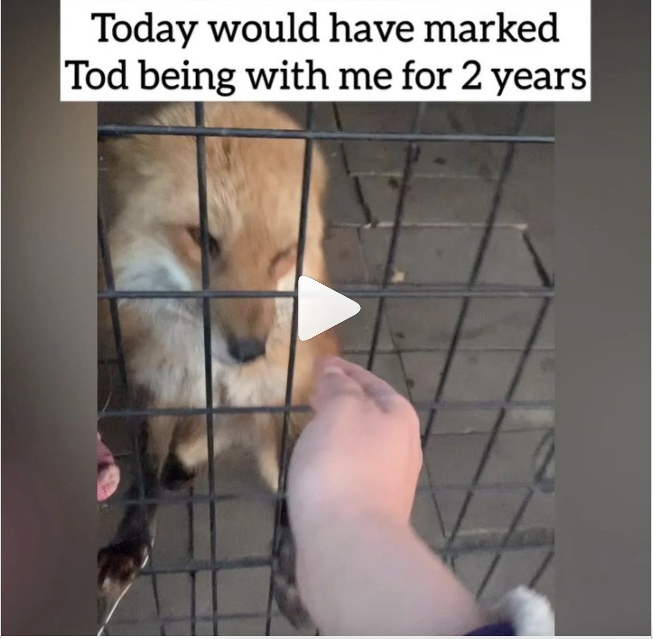 khoe dong vat hoang da tren tiktok anh 4