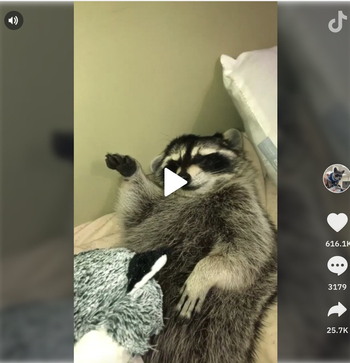 khoe dong vat hoang da tren tiktok anh 3