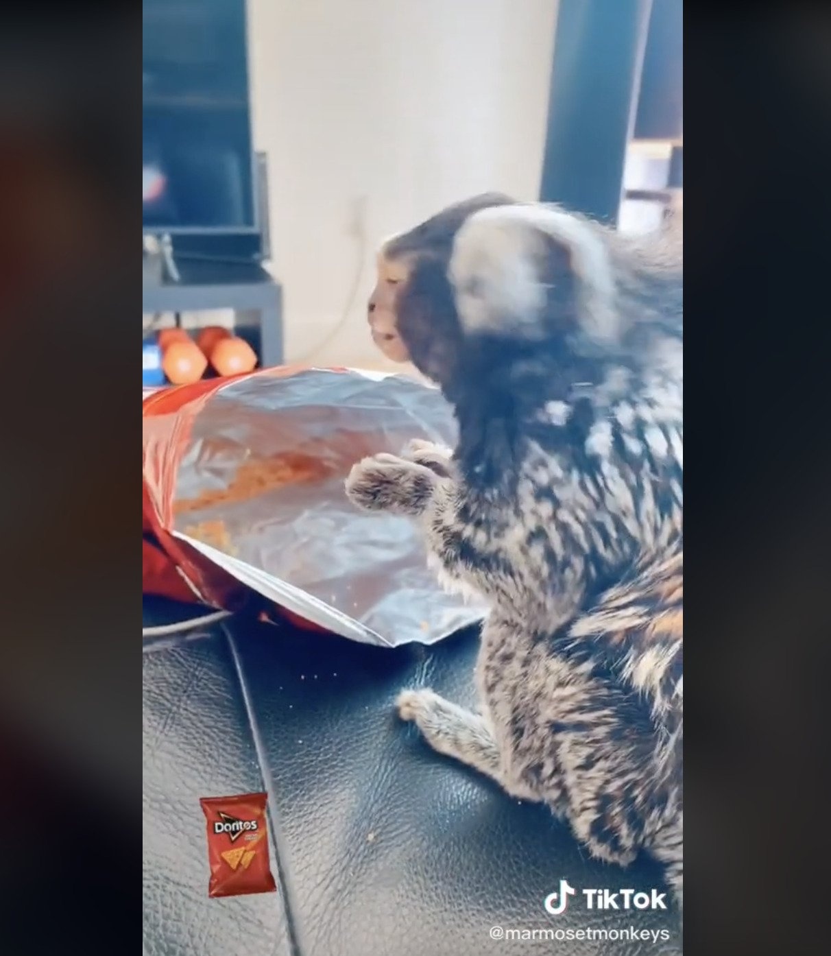 khoe dong vat hoang da tren tiktok anh 2